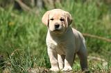 LABRADOR 1154